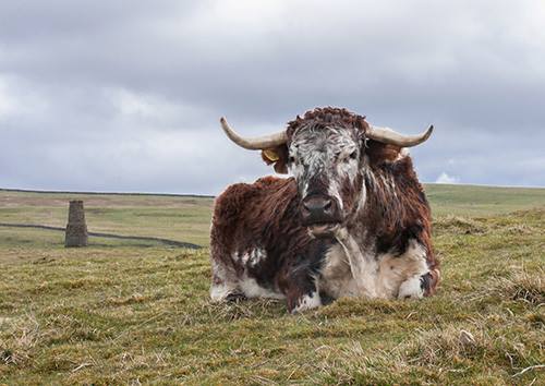 Malhamdale Longhorns c Toni Cross